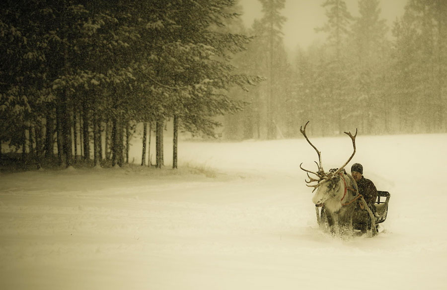 voyage-finlande-reindeer
