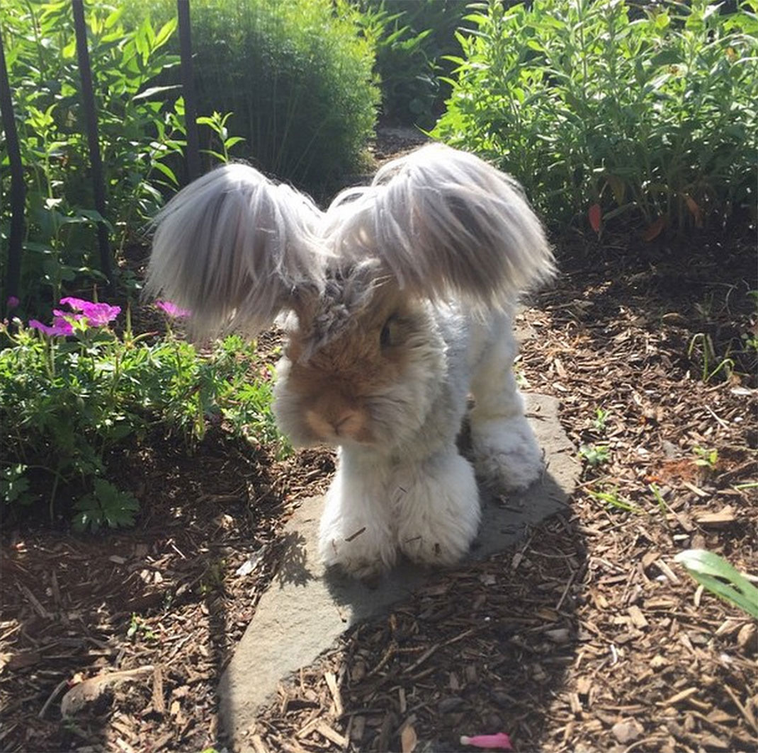 1-lapin-oreille-etrange