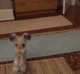 20-gif-lapin-oreille-etrange