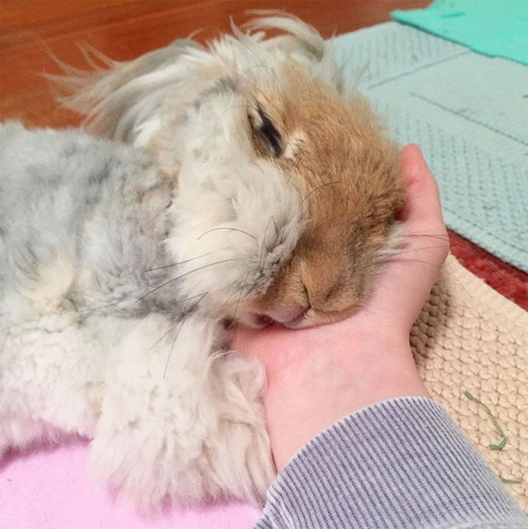 3-lapin-oreille-etrange