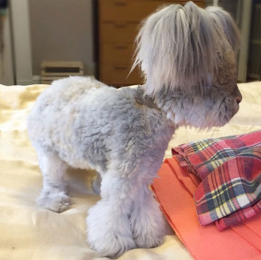 5-lapin-oreille-etrange