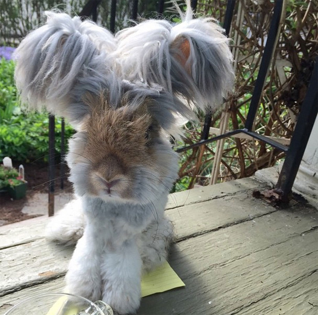 7-lapin-oreille-etrange