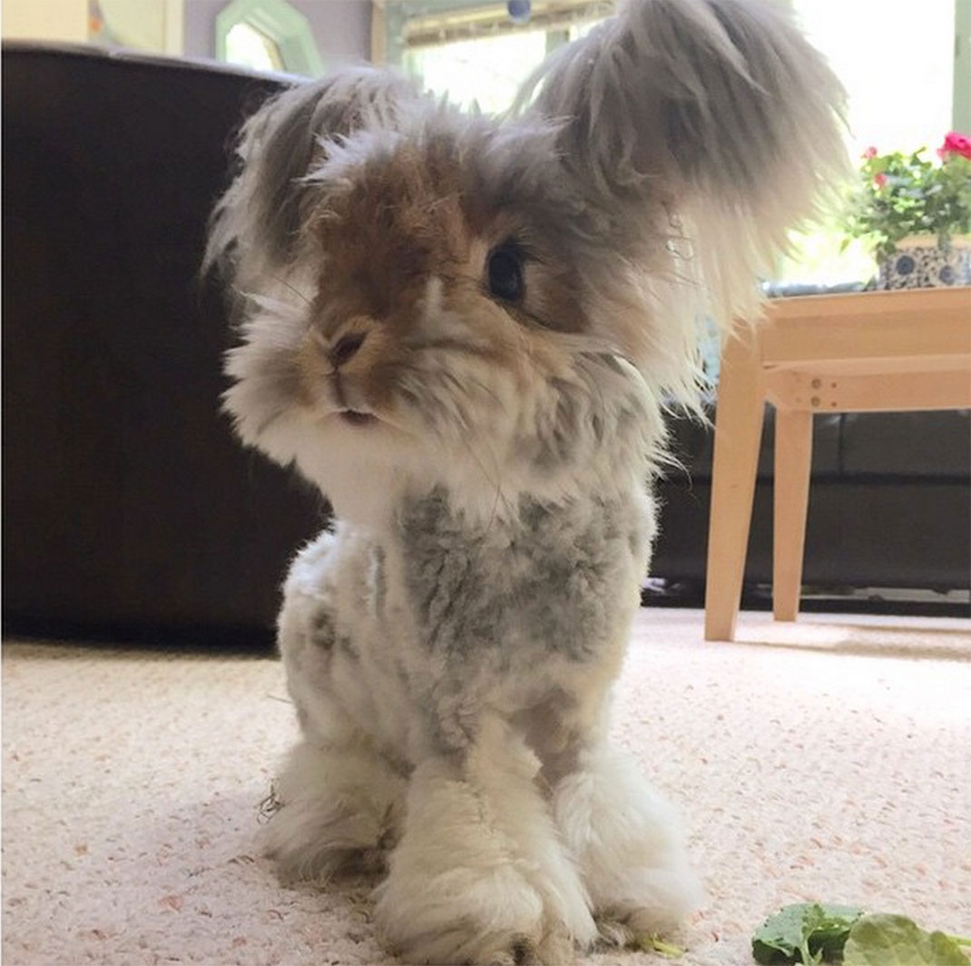 8-lapin-oreille-etrange