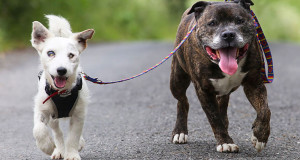 Une-chiens-glenn-buzz