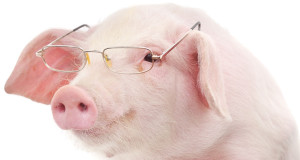 Une-cochon-lunettes