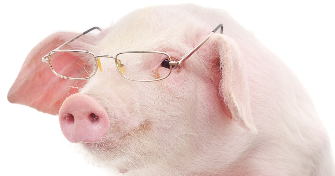 Une-cochon-lunettes