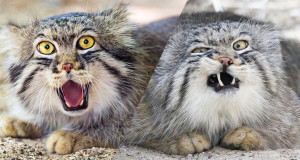 Une des chat de pallas