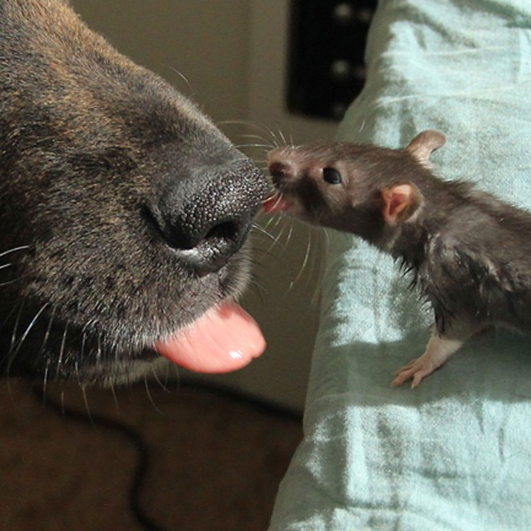 amis-rat-chien