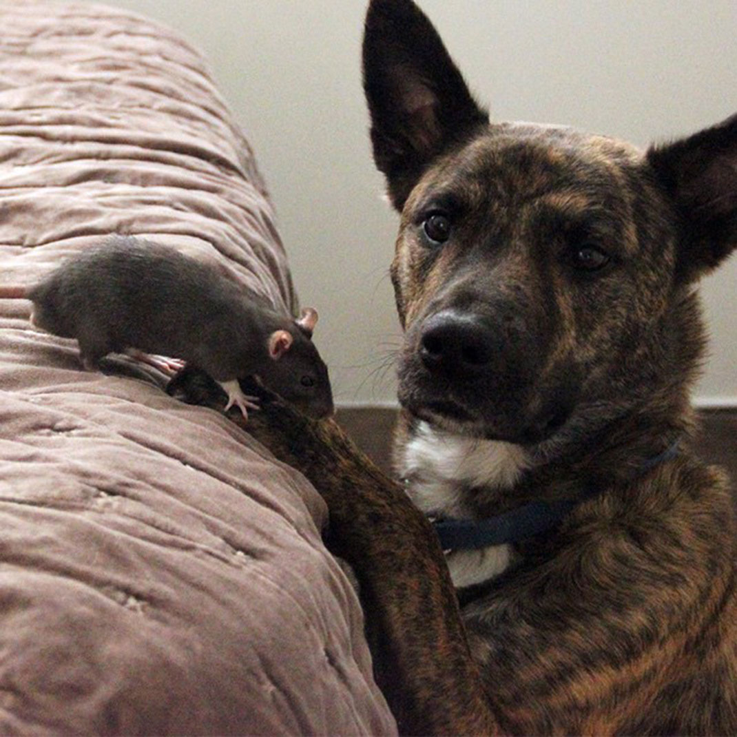 amis-rat-et-chien