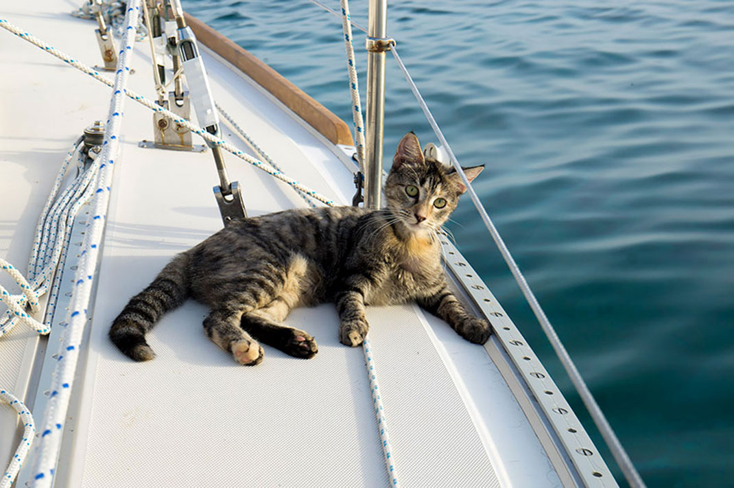 bateau-chat