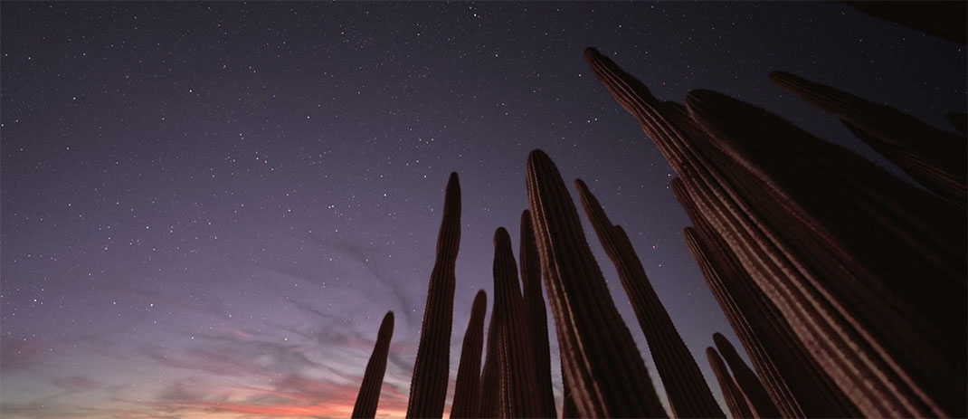 cactus-ciel-etoiles
