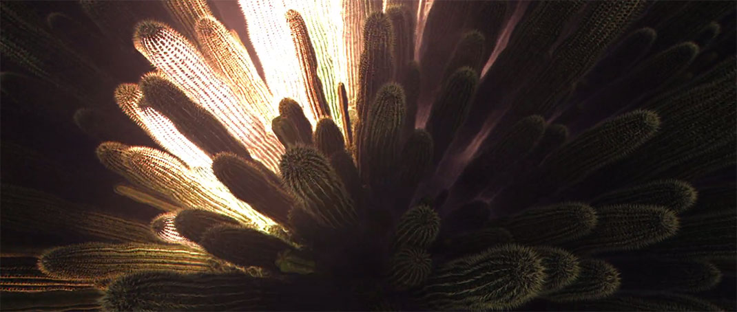 cactus-lumineux