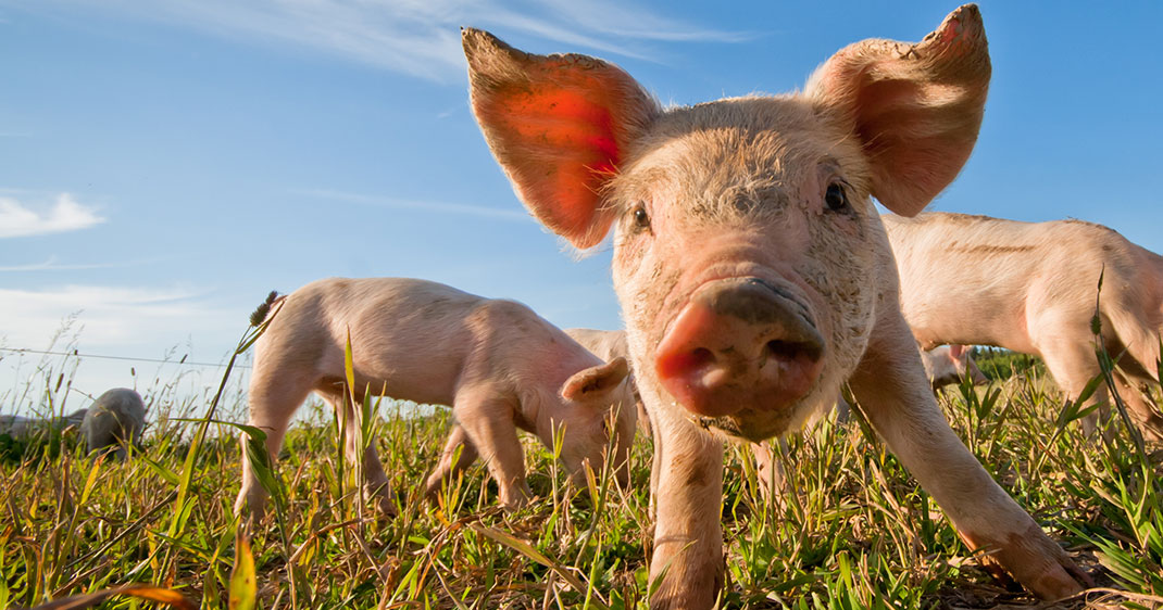 cochon-intelligence-porc-2