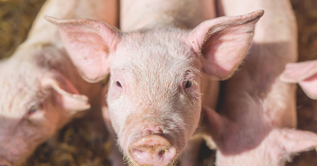 cochon-intelligence-porc-3