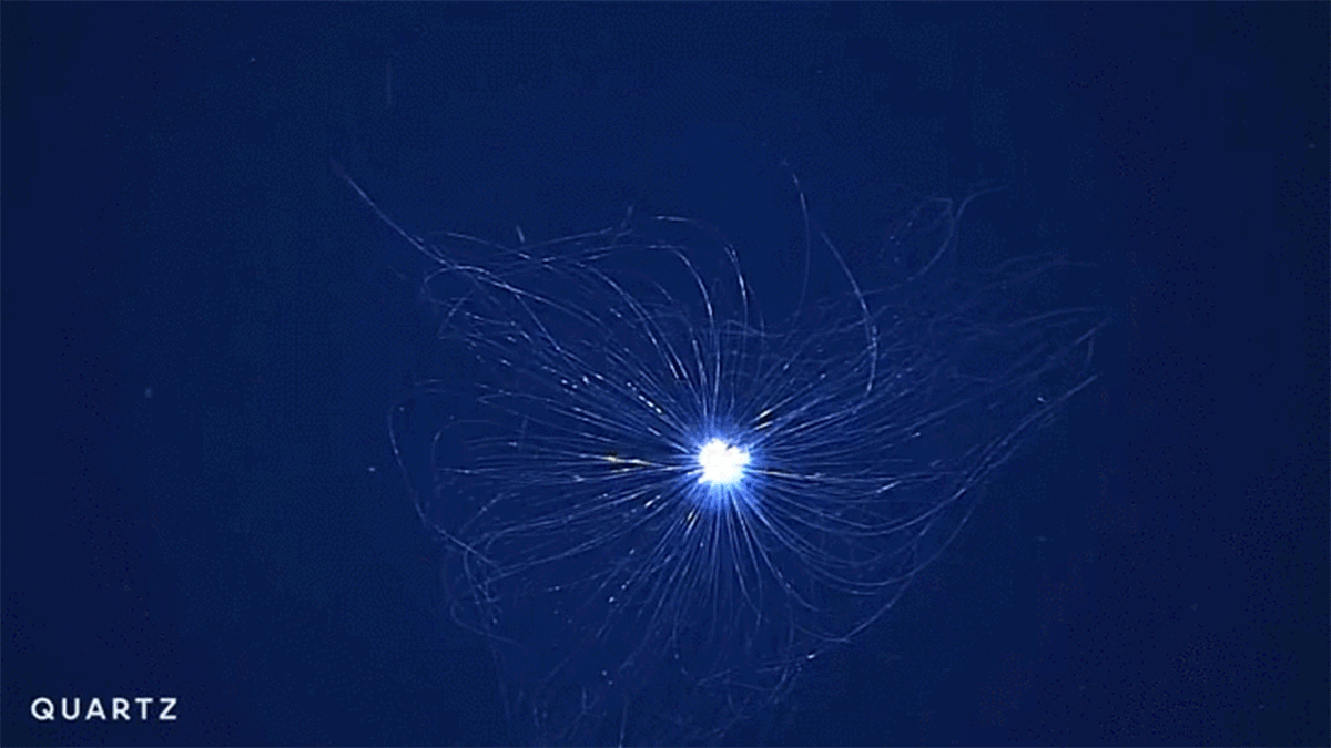 creatures-abyssales-etre-vivant-etrange