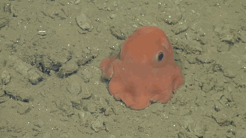 octopus-adoriblis-pieuvre