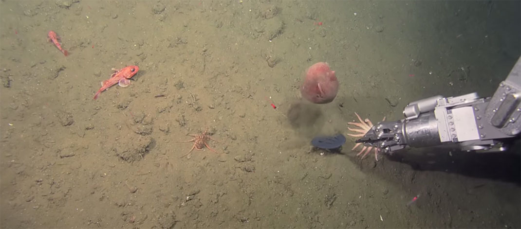 pieuvre-scientifique