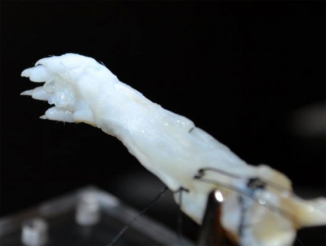rat-bionique-patte-transplantation-greffe