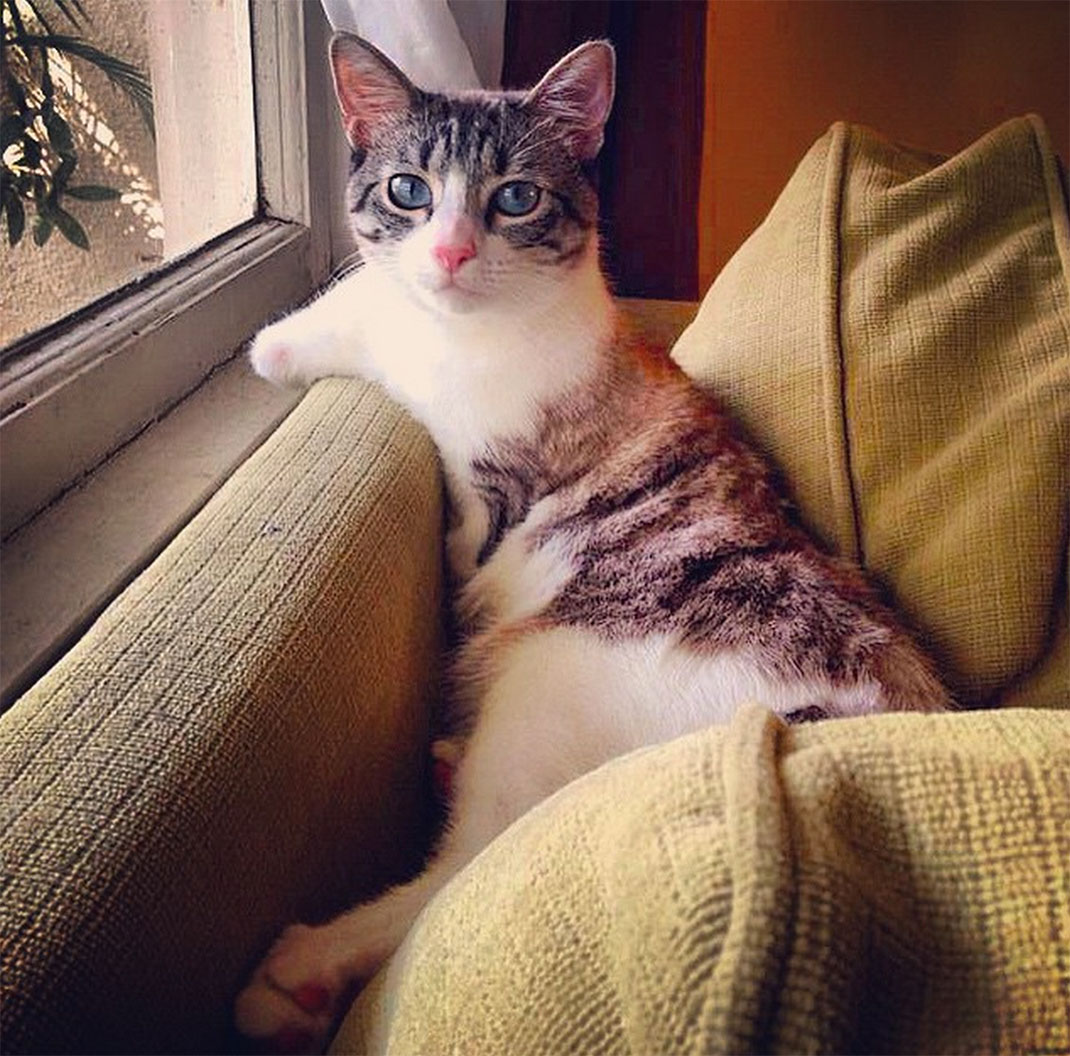 roux-regarde-fenetre