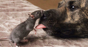une-chien-rat