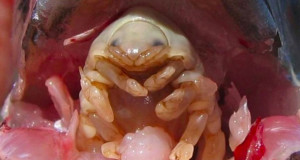 une-parasite-poisson