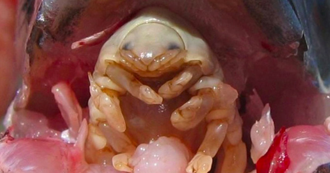 une-parasite-poisson