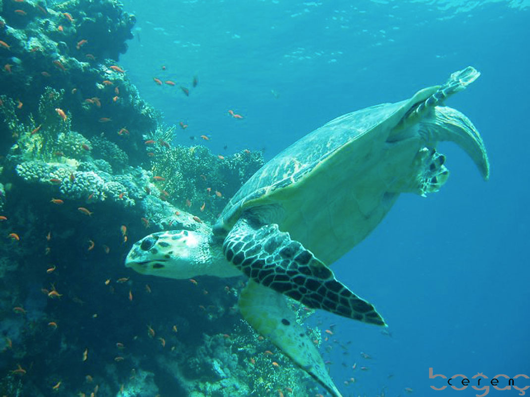 1-Rhas-Mohammed-Park