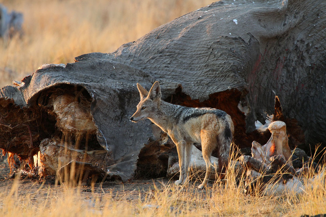 2-Etosha-national-park