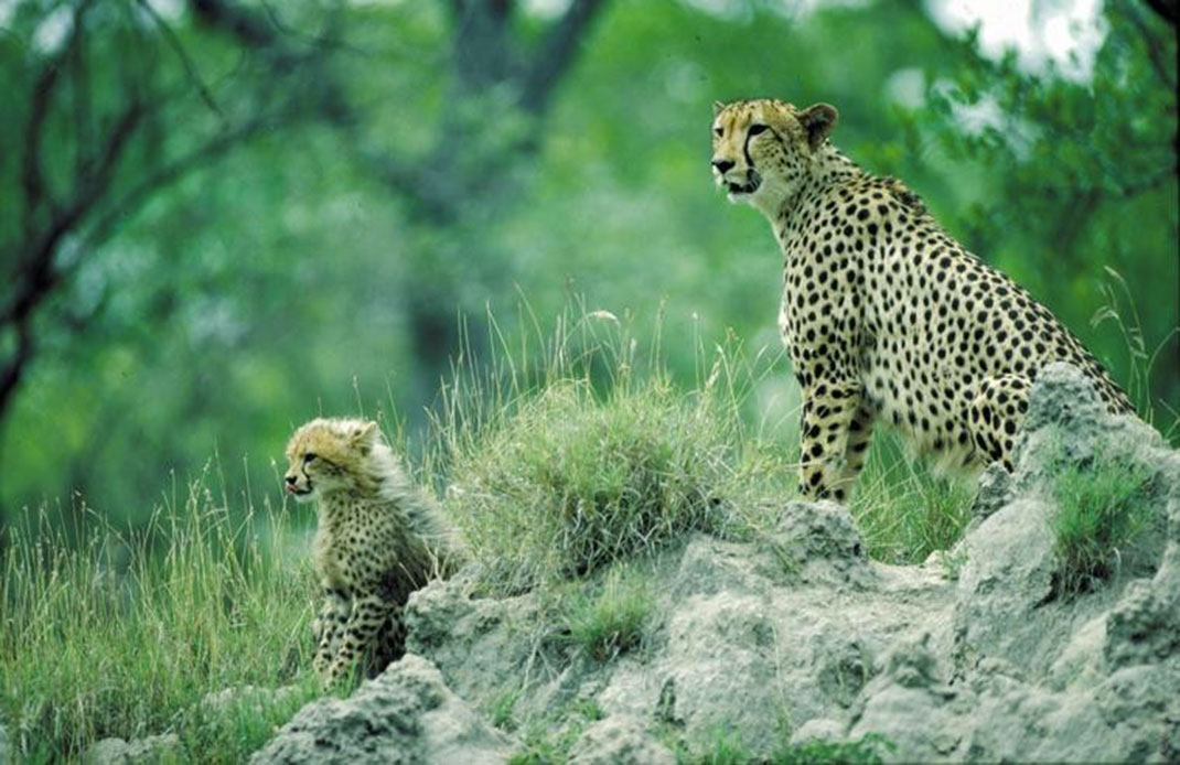 2-Victoria-Falls-Park