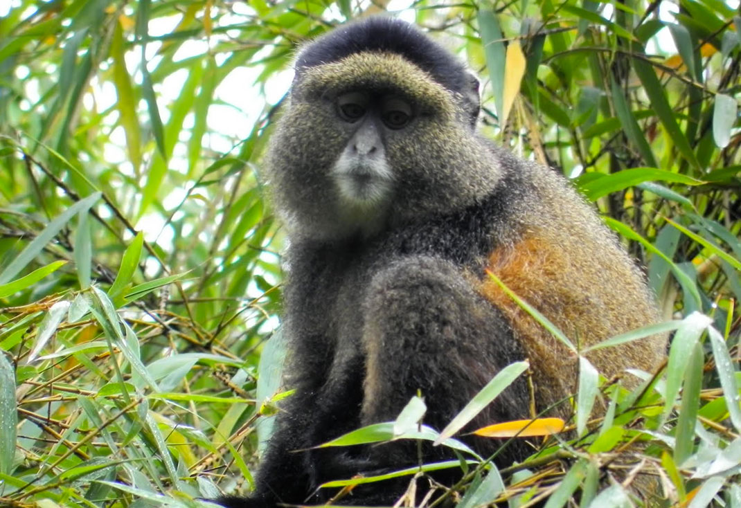 2-Volcanoes-National-Park