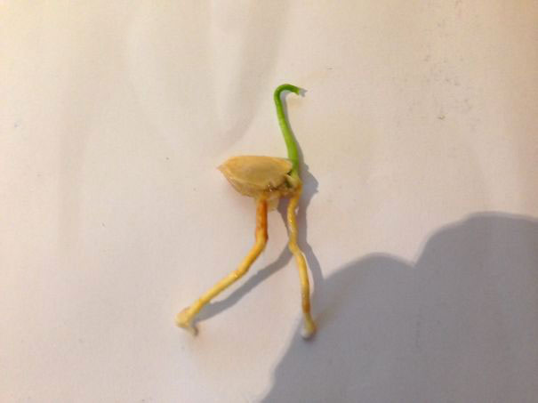 2-fruit-legume-forme-etrange