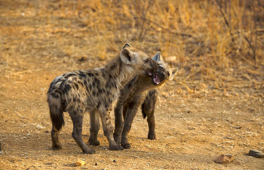 3-Kruger-National-Park