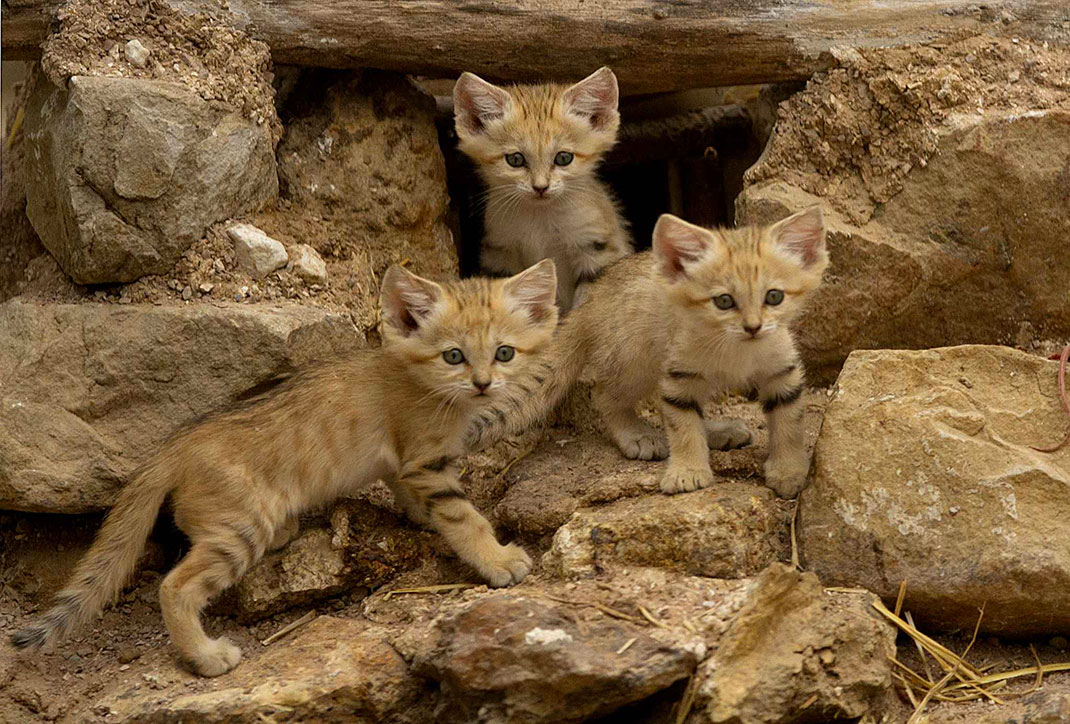 3-chats-des-sables
