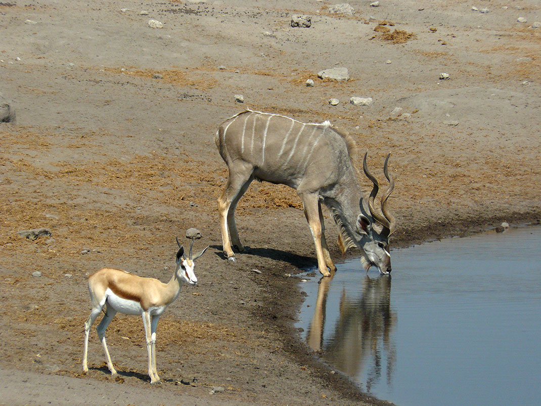 4-Etosha-national-park