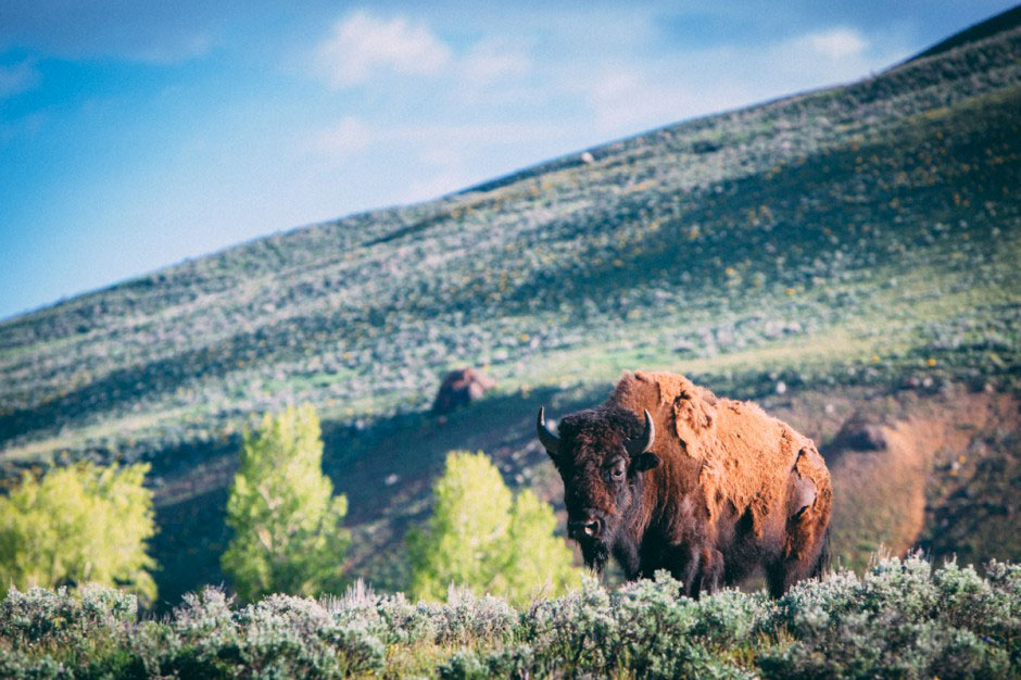 4--Lamar-Valley,-Yellowstone