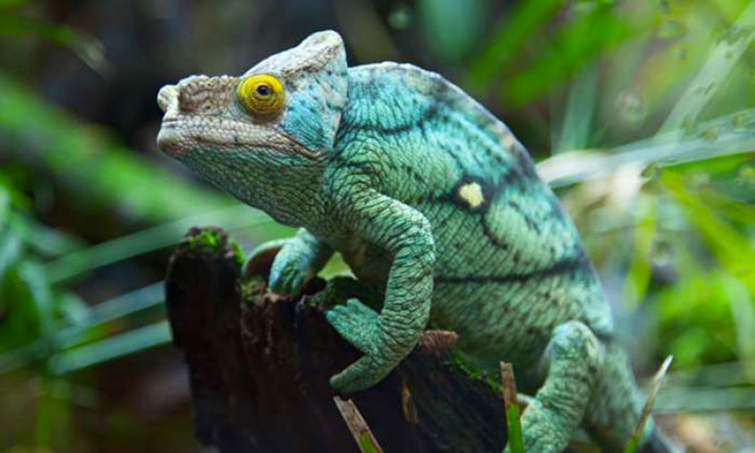 4-Masoala-nation-park