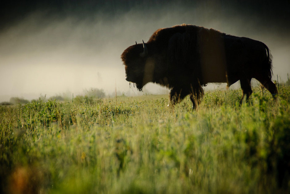 4-bison--Lamar-Valley-Yellowstone