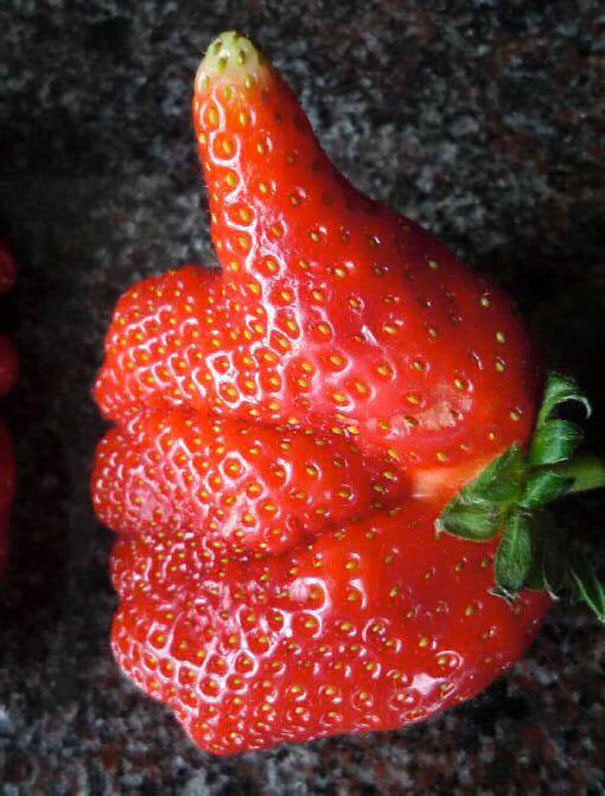 4-fruit-legume-forme-etrange