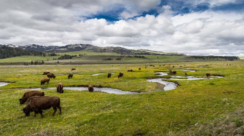 4-lamar-valley-bison