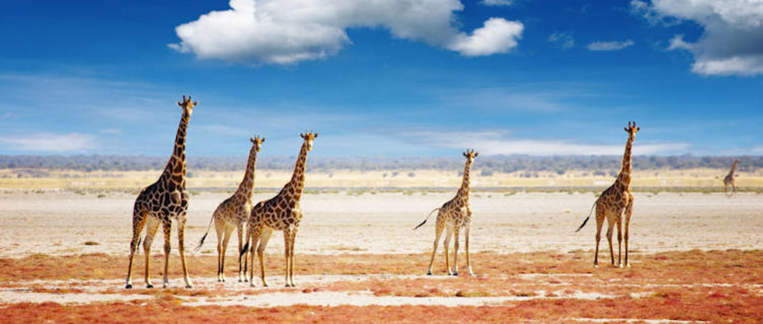 5-Etosha-national-park