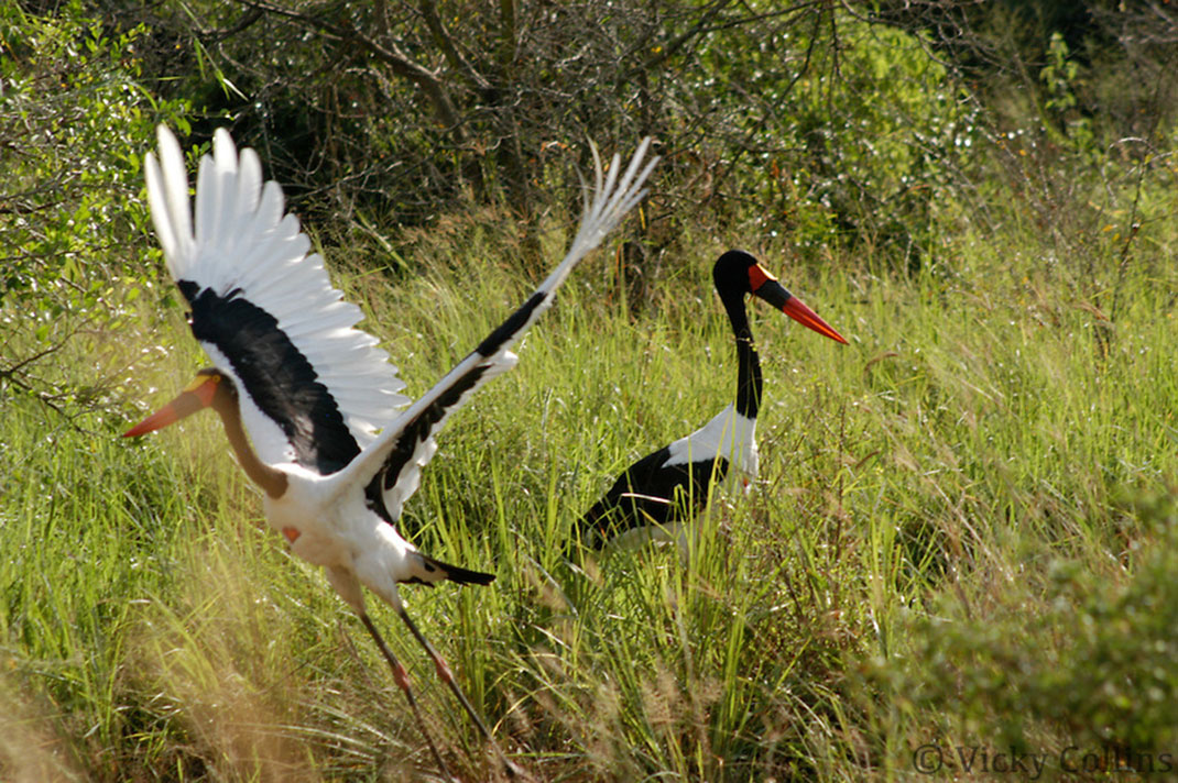 5-Murchison-Falls-National-Park