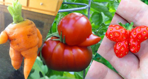 Une-fruit-legume-etrange