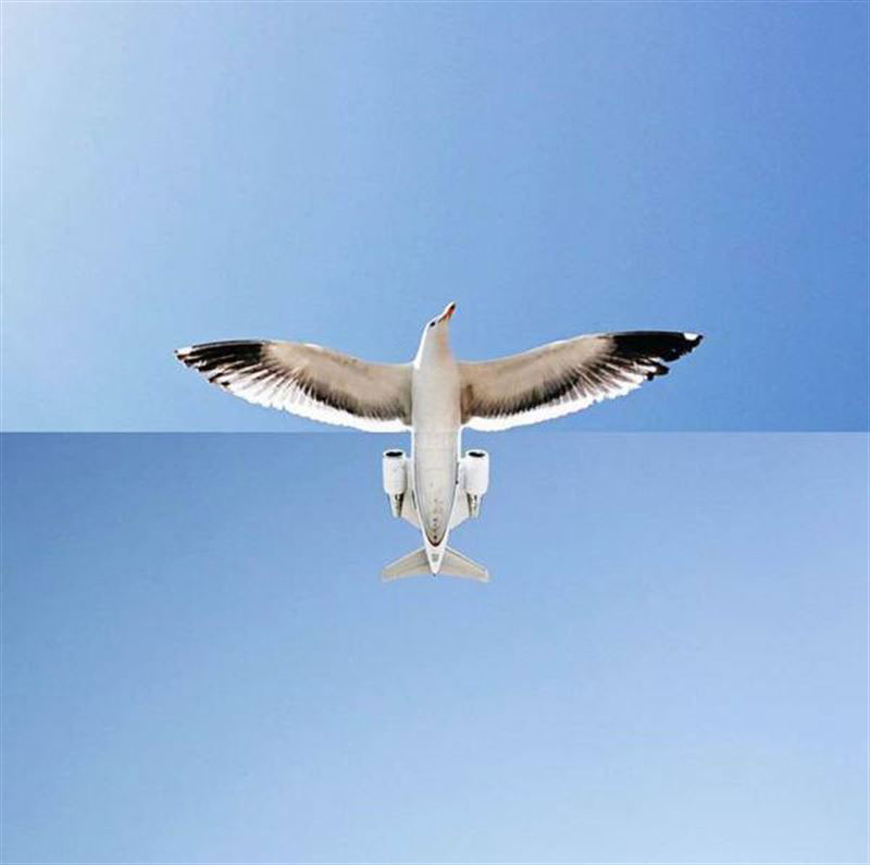 assemblage-photo-oiseau