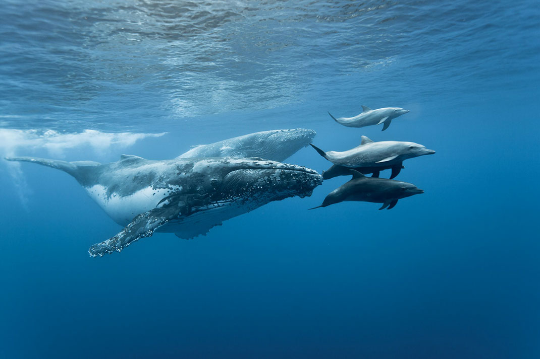 baleine-dauphins
