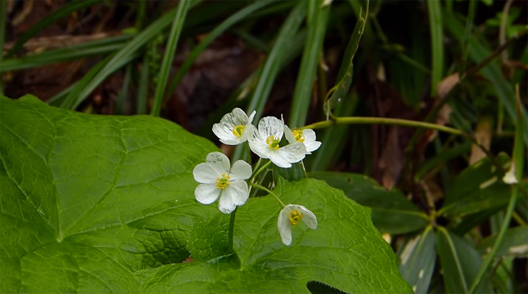 fleur-transparente-7