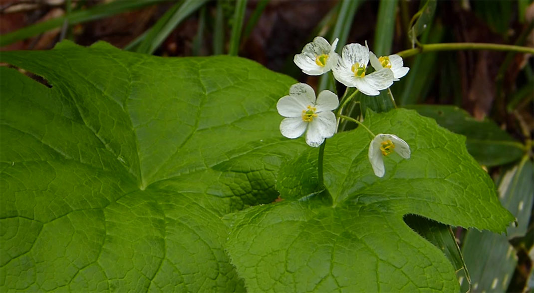 fleur-transparente-8