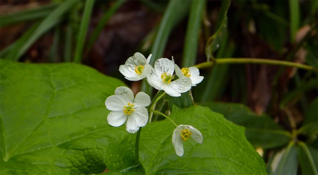 fleur-transparente-9
