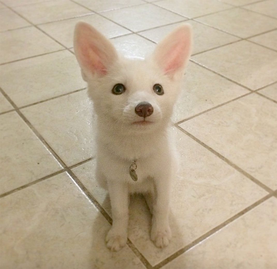 renard-blanc-mignon-domestique-1