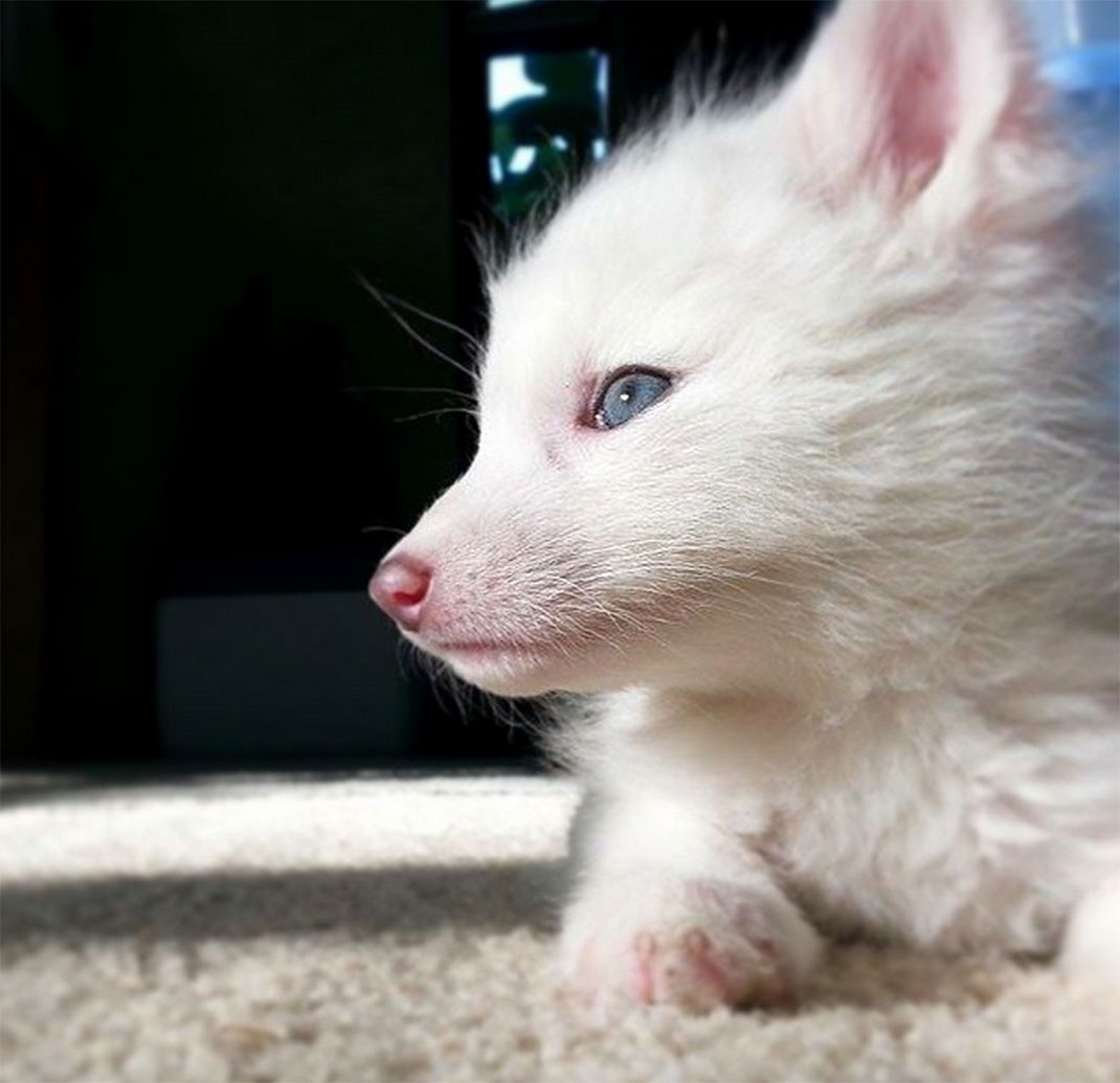 renard-blanc-mignon-domestique-10