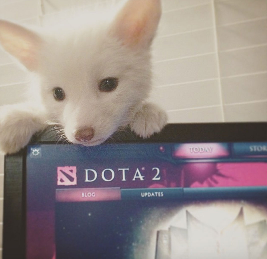 renard-blanc-mignon-domestique-13